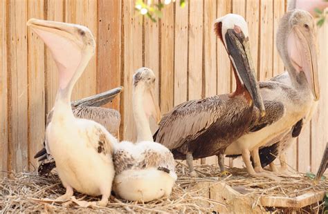 Dina's City Wildlife Adventures: Baby brown pelicans at Suncoast