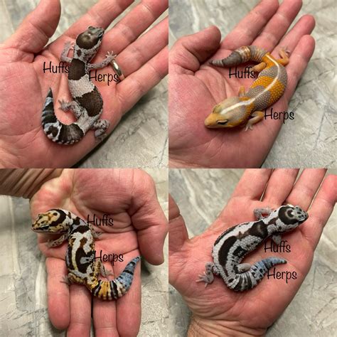 Texas Reptile Expo - TEXAS REPTILE EXPO - SEPT 3-4, 2022 LIONS CLUB