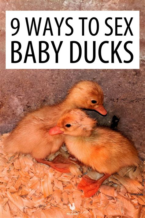 9 Ways to Sex Ducks and Baby Ducks