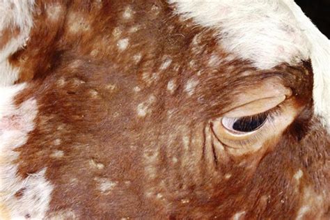 Дорнод аймагт малын гоц халдварт өвчин бүртгэгджээ