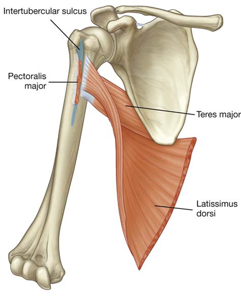 Attachments Of Subscapularis Teres Major And Latissim - vrogue.co