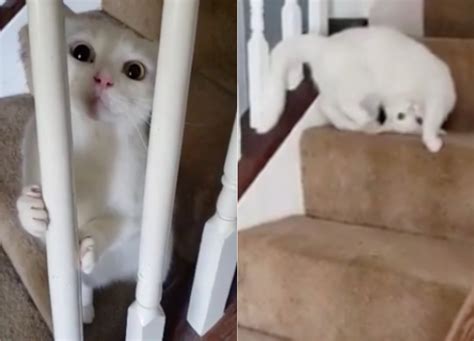 Cat With Hilarious 'Zoomies' Delights the Internet - Newsweek