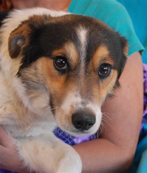 Border Collie And Beagle Mix