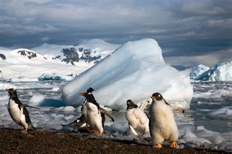 Gentoo Penguin - Facts, Habitat, Predators, Lifespan, Pictures