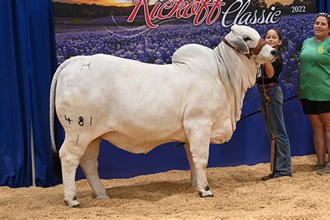 Brahman Champions - Heritage Cattle Company - Brahman Cattle - Texas