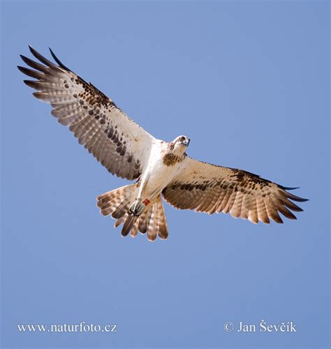 Osprey Photos, Osprey Images, Nature Wildlife Pictures | NaturePhoto