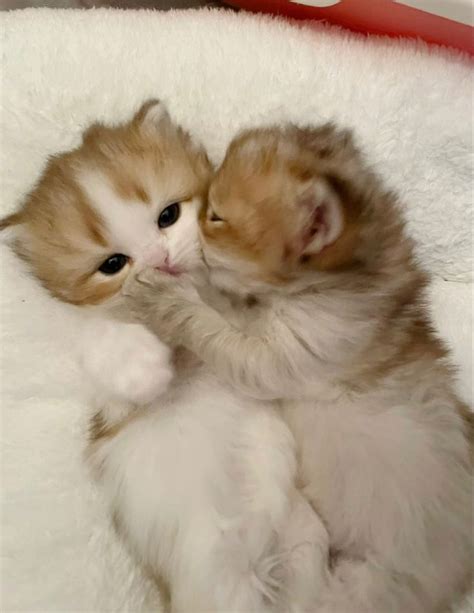 Pin van aesthetic peşindeyim op this genre of cAtpHotos | Schattige ...