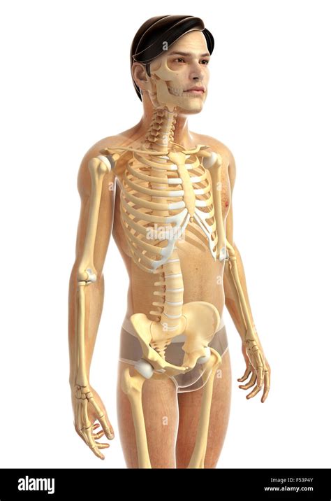 3d rendered illustration of human body anatomy Stock Photo - Alamy