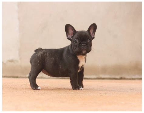 Can Pectus Excavatum Be Fixed With Exercise In Dogs - Infoupdate.org