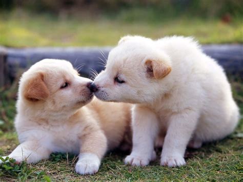 cute baby animal pictures wallpaperscom