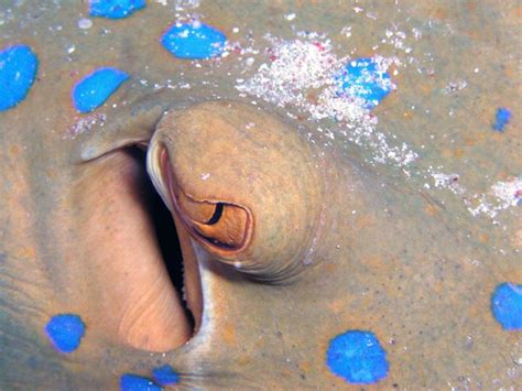 What Do Spiracles Do