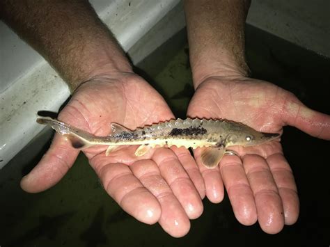 Can You Fish For Sturgeon In Michigan at Alexander Kitchen blog