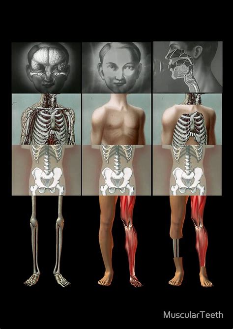 meeting   mangled  muscularteeth redbubble