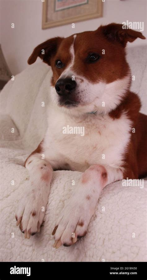 dog sleeping on the couch Stock Photo - Alamy