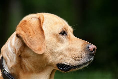 de     images de chien pixabay