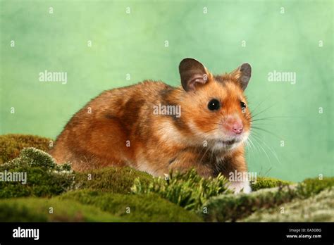 golden hamster Stock Photo - Alamy