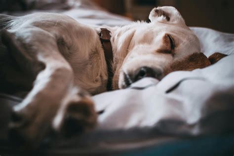 Can Dogs Have Turkey Meat: Is It Safe and Healthy for Fido?