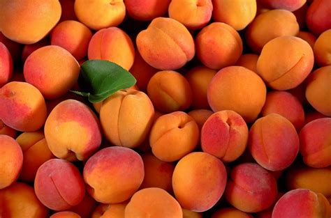 apricot tree wikifarmer