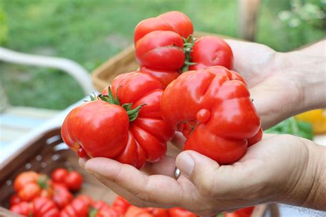 Costoluto Tomato Costoluto Di Parma — Hadeco.co.za