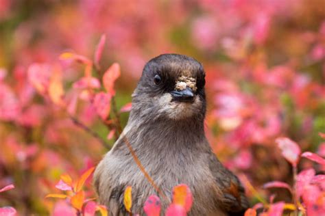 Sibirya Alakargası Stok Fotoğraf, Resimler ve Görseller - iStock