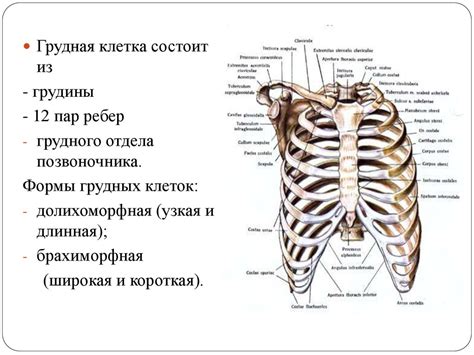 Топографическая анатомия груди - online presentation