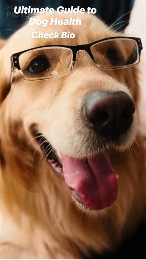 Check Your Dog's Vital Signs