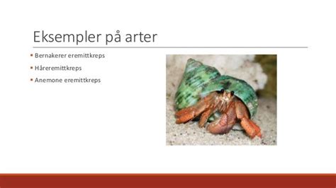 Eremittkreps