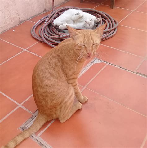 Feeding Stray CATS - Due to un able to feed my strays.. one of my