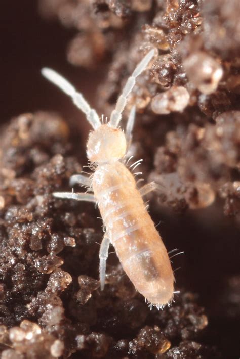 heteromurus nitidus jan van duinen flickr