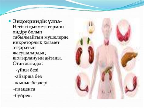 Эндокринді жүйе - презентация онлайн