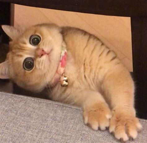 Милая кошечка | Animals, Cats, Cute animals