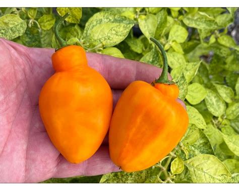 Купить семена острого перца Rocoto Desert Orange в интернет-магазине ...