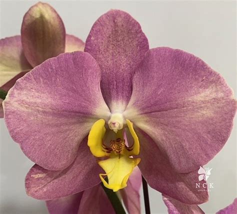Phal. 217 / Орхидеи