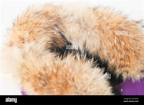 Coyote fur jacket hat closeup - Image Stock Photo - Alamy