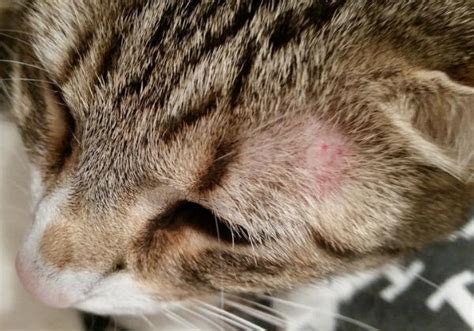 Кожные болезни кошек: симптомы и лечение, фото