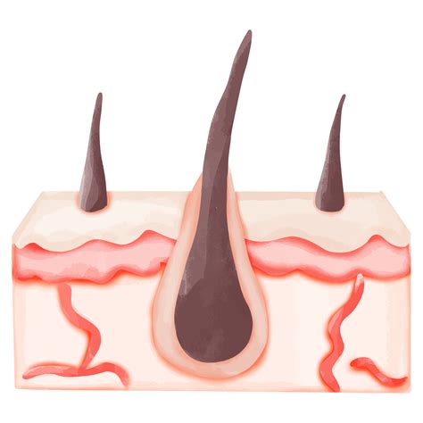 Watercolor Illustration of a Normal Hair Follicle in Skin 48871057 PNG