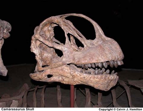 Image Gallery: Dinosaur Fossils | Live Science