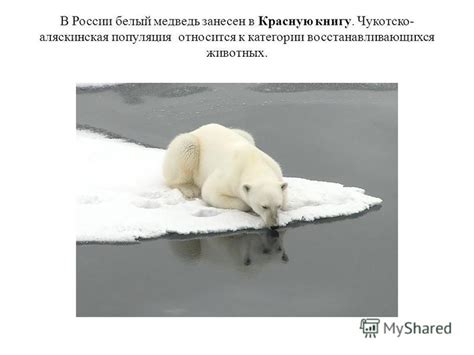 Презентация на тему: "Белый медведь (животные Красной книги)". Скачать ...