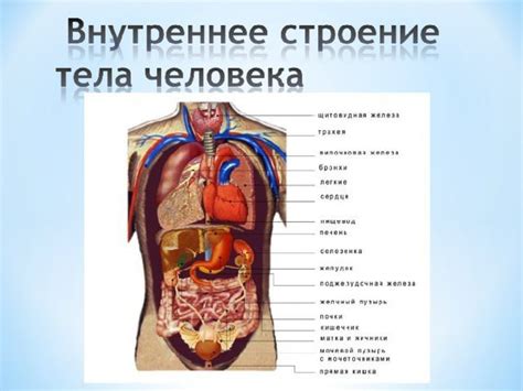 Анатомия человека: строение человека и его физиология