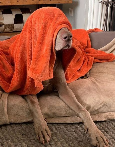 Weimaraner funny – Artofit
