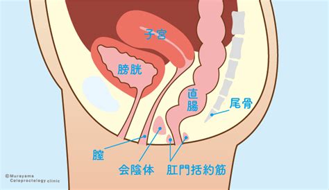 女性のお尻の解剖学
