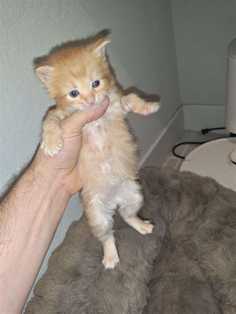 Siberian Cats & Kittens for Sale in Austin Texas | Siberian Cuties
