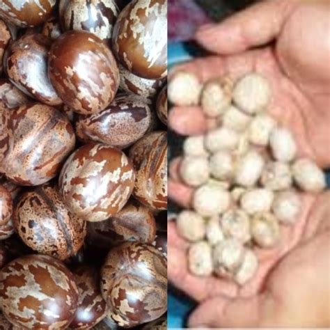 Jual biji karet isi biji karet bahan tempe dan olahan lainnya PER KILO ...