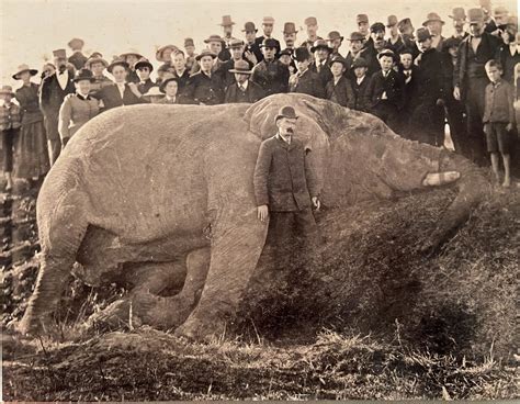 Antwort What killed Jumbo the elephant? Weitere Antworten – Who killed ...