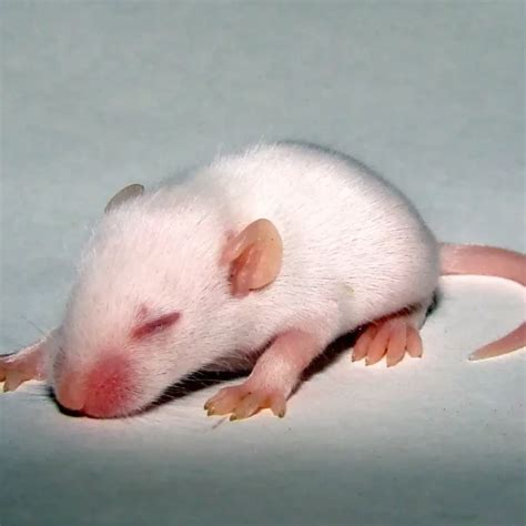 Fancy mouse - Facts, Diet, Habitat & Pictures on Animalia.bio