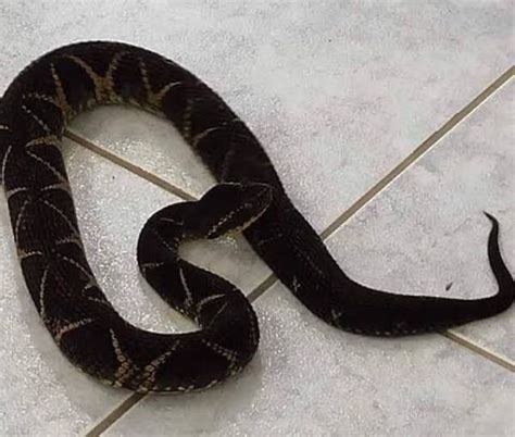 Jararacuçu Do Brejo Preta - Jararacuçu e as suas semelhantes – COBRAS