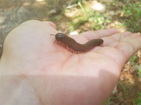 I honestly didn't even think millipedes lived where I am (Southeastern