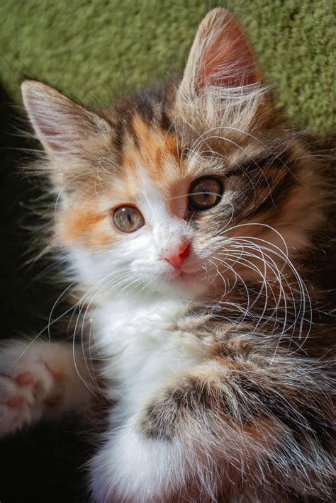 show   sassy calico rcats