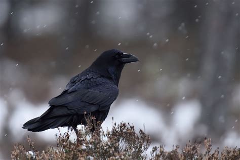 Wild Profile: meet the common raven - Cottage Life