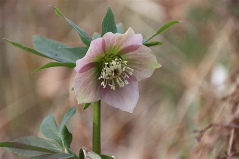 Hellebore Flowers Garden - Free photo on Pixabay - Pixabay